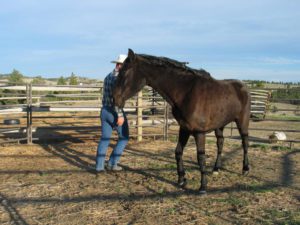  Notice how this filly’s body head and neck are beginning to arc and flex as she picks up her nearside hind and offside front.