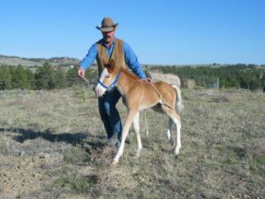 Reduce the pressure on the lead rope to lighten the responsiveness while leading.