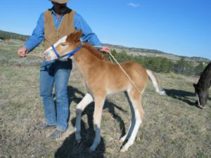 Reinforcing the forward cue on the lead rope by putting pressure on the rump with the looped rope while forward cue is continually applied.