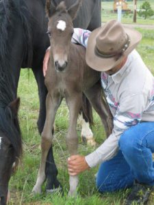 Working down the legs to pick up each foot and put pressure on the hoof sole.