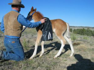 Rubbing the sack down the legs, under the belly and over the head and body.