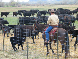 sorting-calves_small