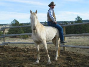 A 4 yr. old stallion after 5 weeks with Brandon.